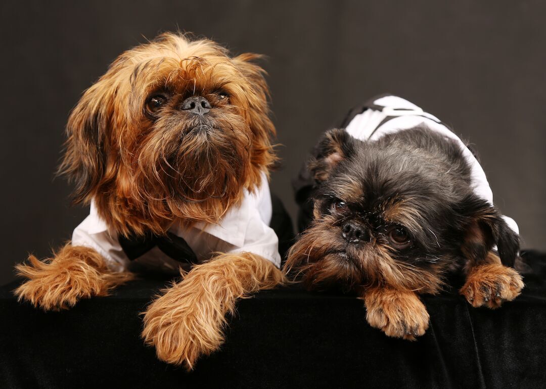 #26. Brussels Griffons